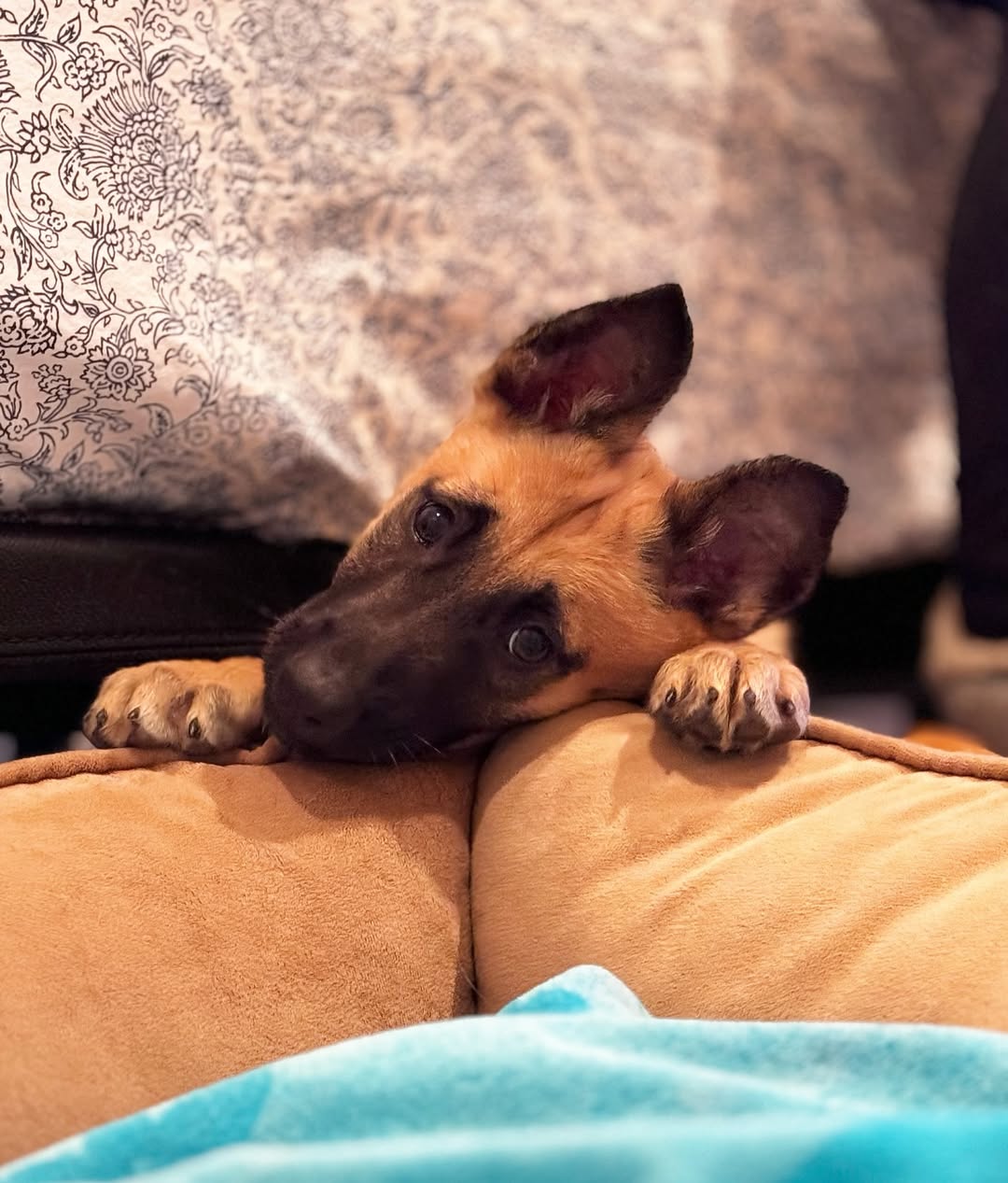 Schmoo the puppy at home