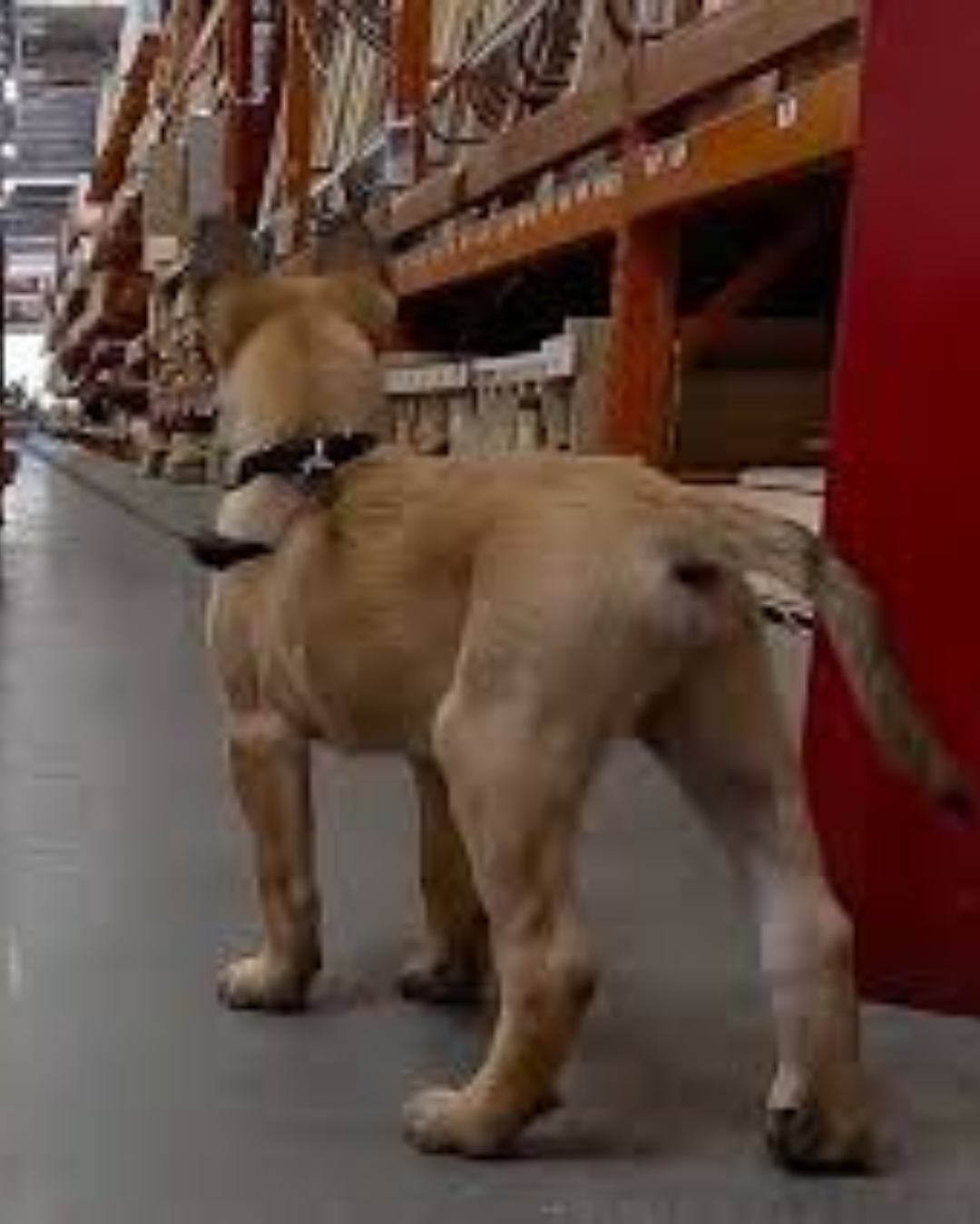 Schmoo socialization at Home Depot