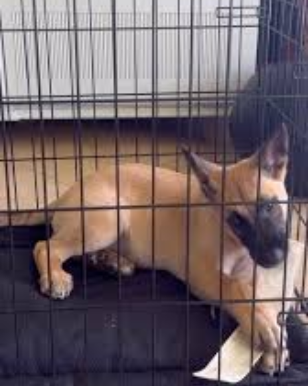 Schmoo in crate training