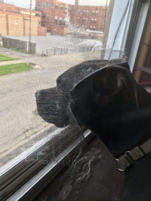 40A0B768-E97D-41DB-B425-79B5E95FD920