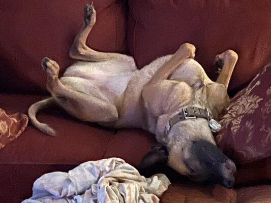 43FA8CF1-F674-4F91-B308-E5E109F0EBD6_1_105_c