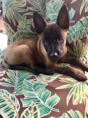 ADA7AEDC-727F-4D30-8085-8827A9F23BAB