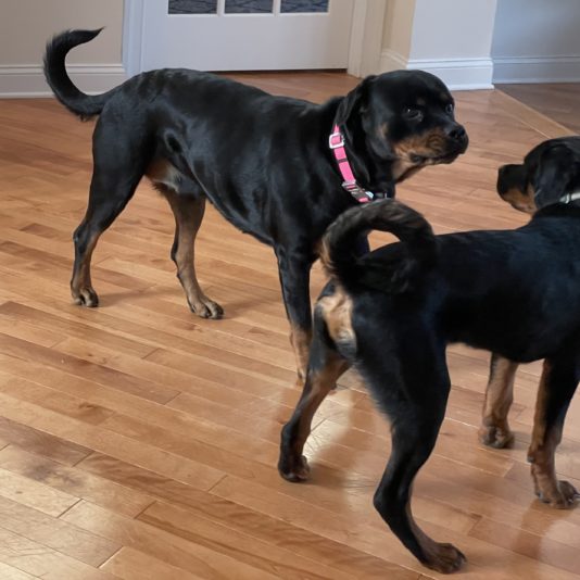 04F5AAE9-EFAC-4D07-A29E-2AE6EB195E7A