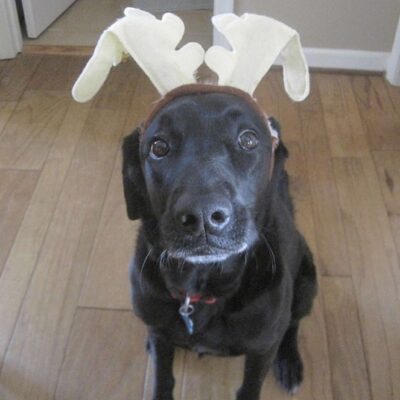zoe in antlers