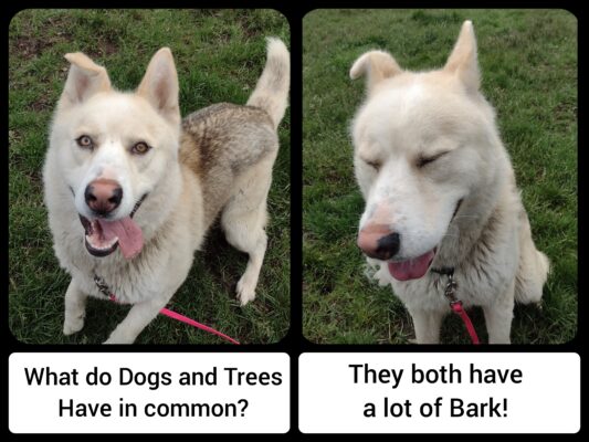 Polish_20230506_094244451