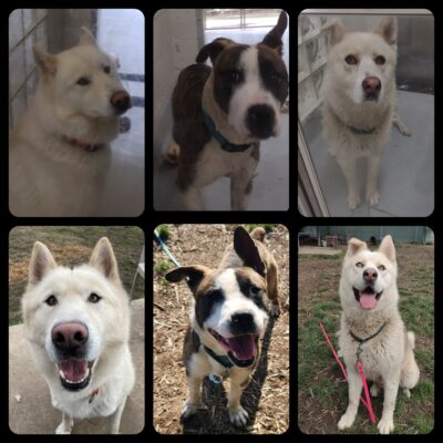 Polish_20230512_213731274