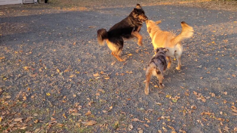 VideoCapture_20241022-192429