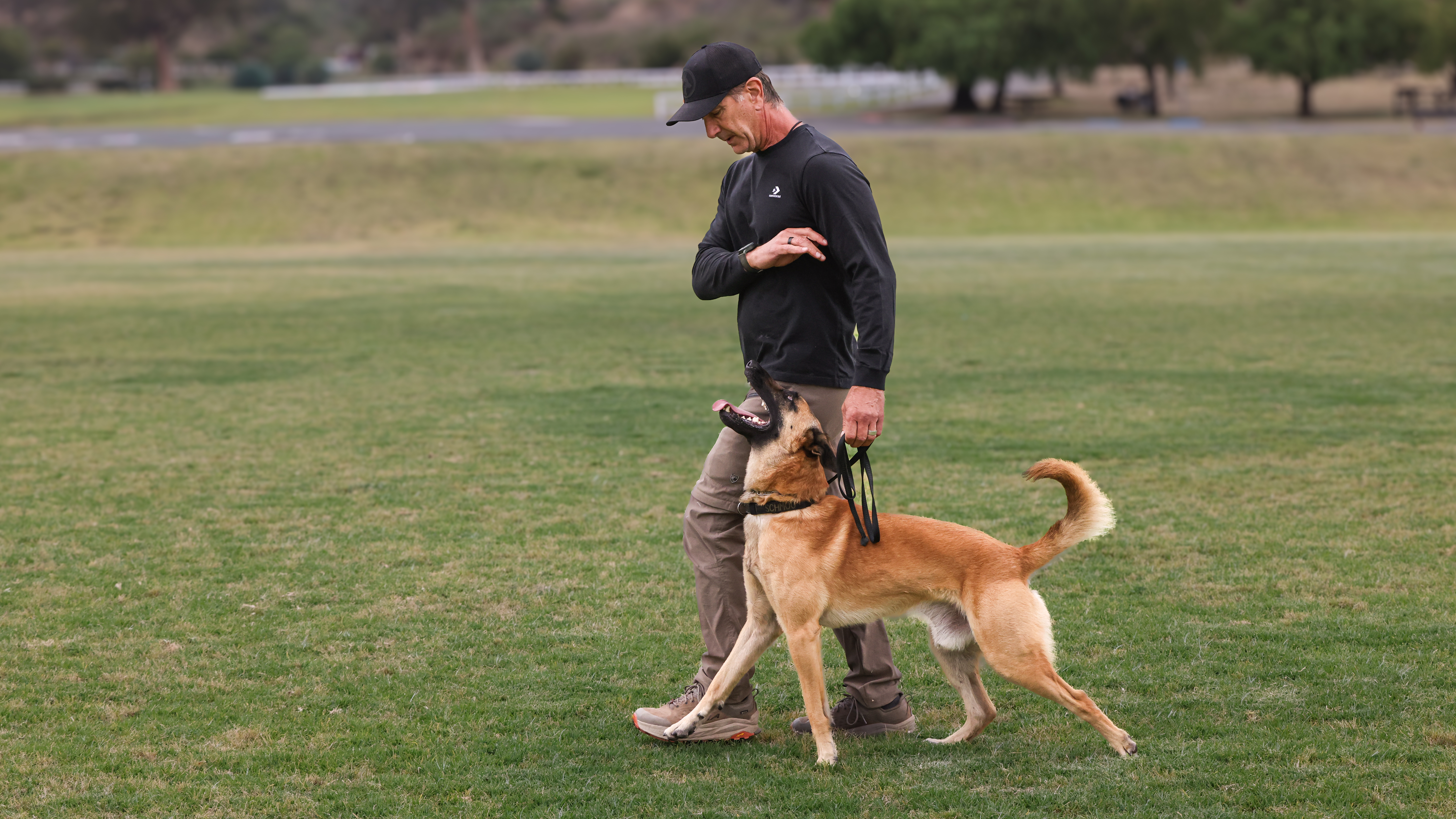 Robert Cabral dog training