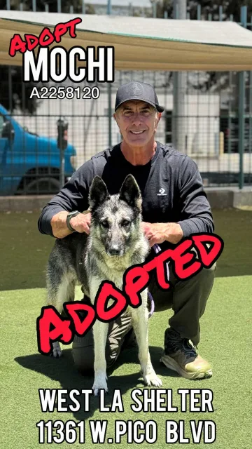 Mochi, adopted from the West LA Shelter