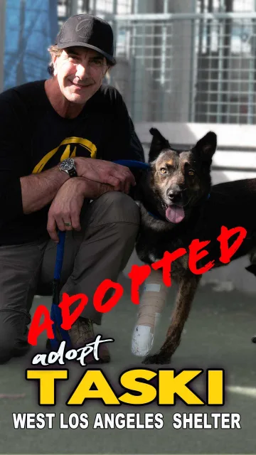 Taski, adopted from the West LA Shelter