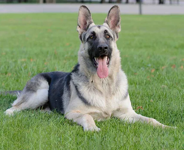 Black & Silver German Shepherd