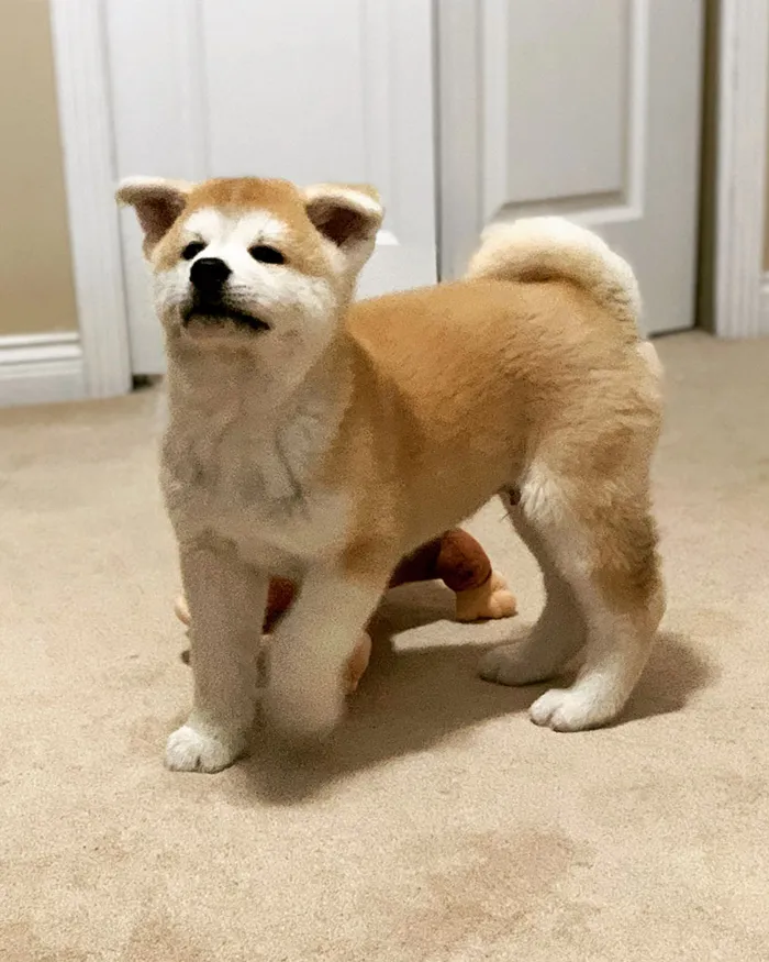 Aki