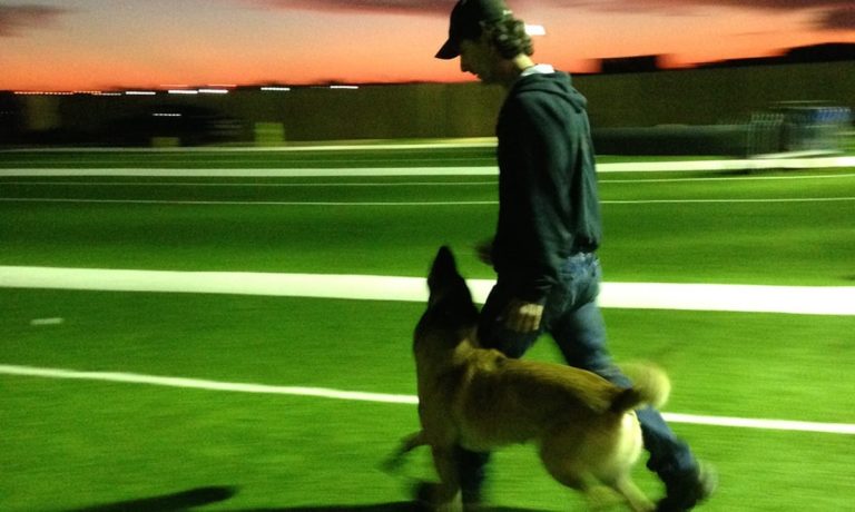 alpha dog training the best way to train your dog