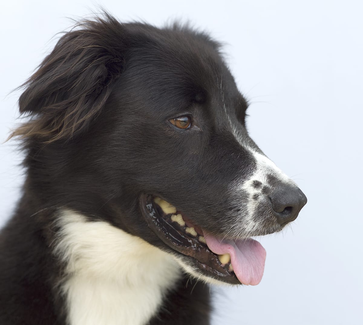 Jerry Border Collie Side Photo