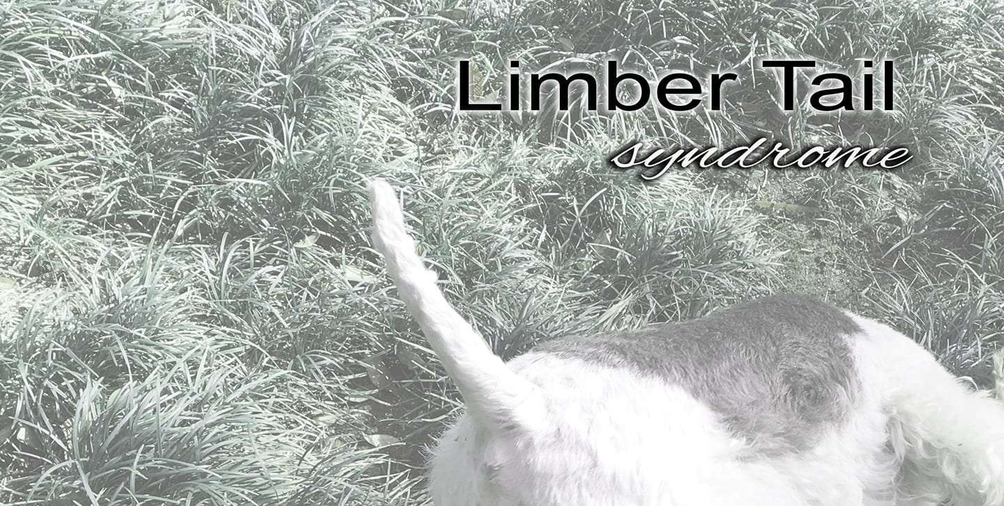Limber Tail Syndrome