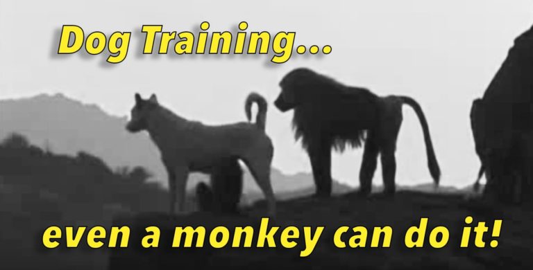 Dog Training - Even a Monkey Can Do It