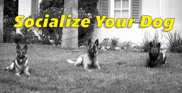 Socialize Your Dog