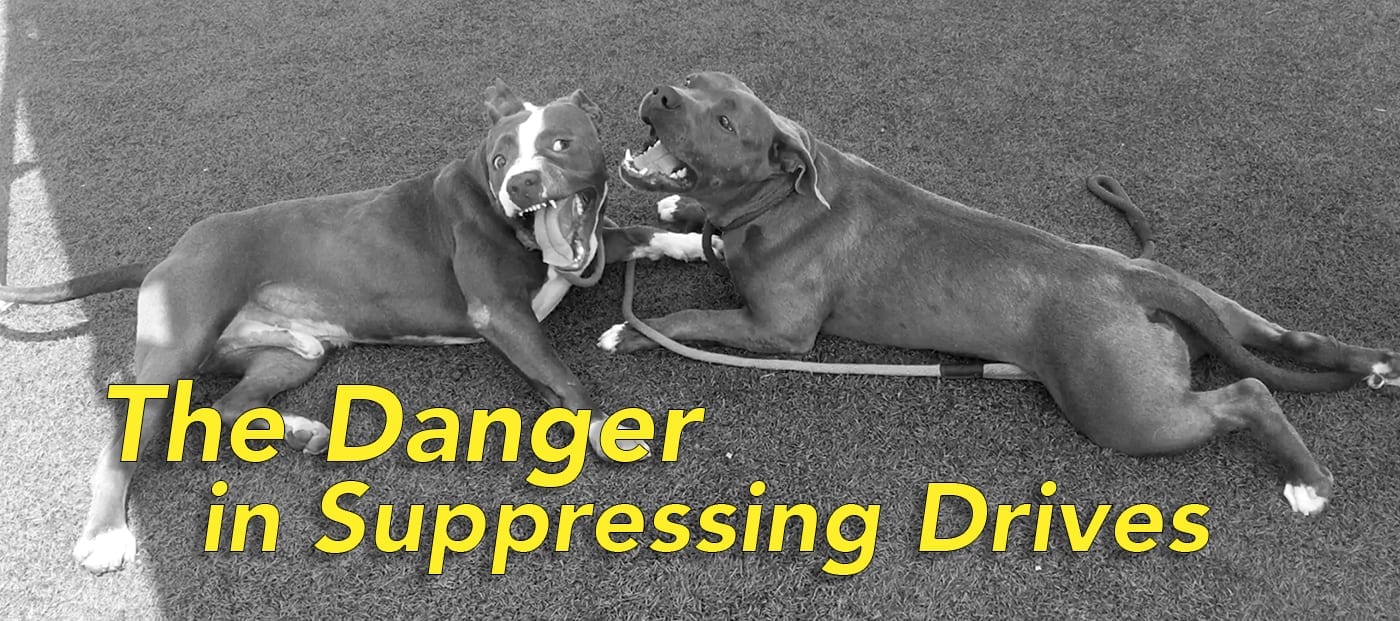 The Danger in Suppressing a Dog's Drives