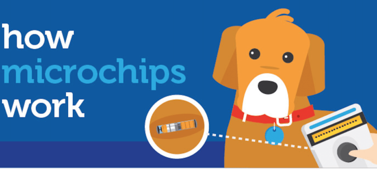 microchip your dog