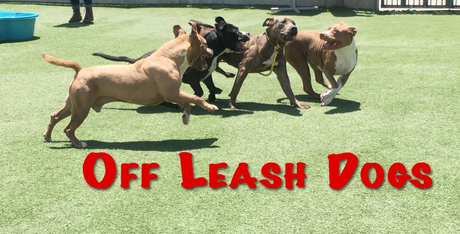 Off Leash Dogs