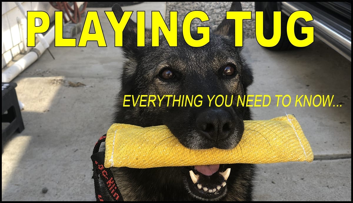 playing tug with your dog