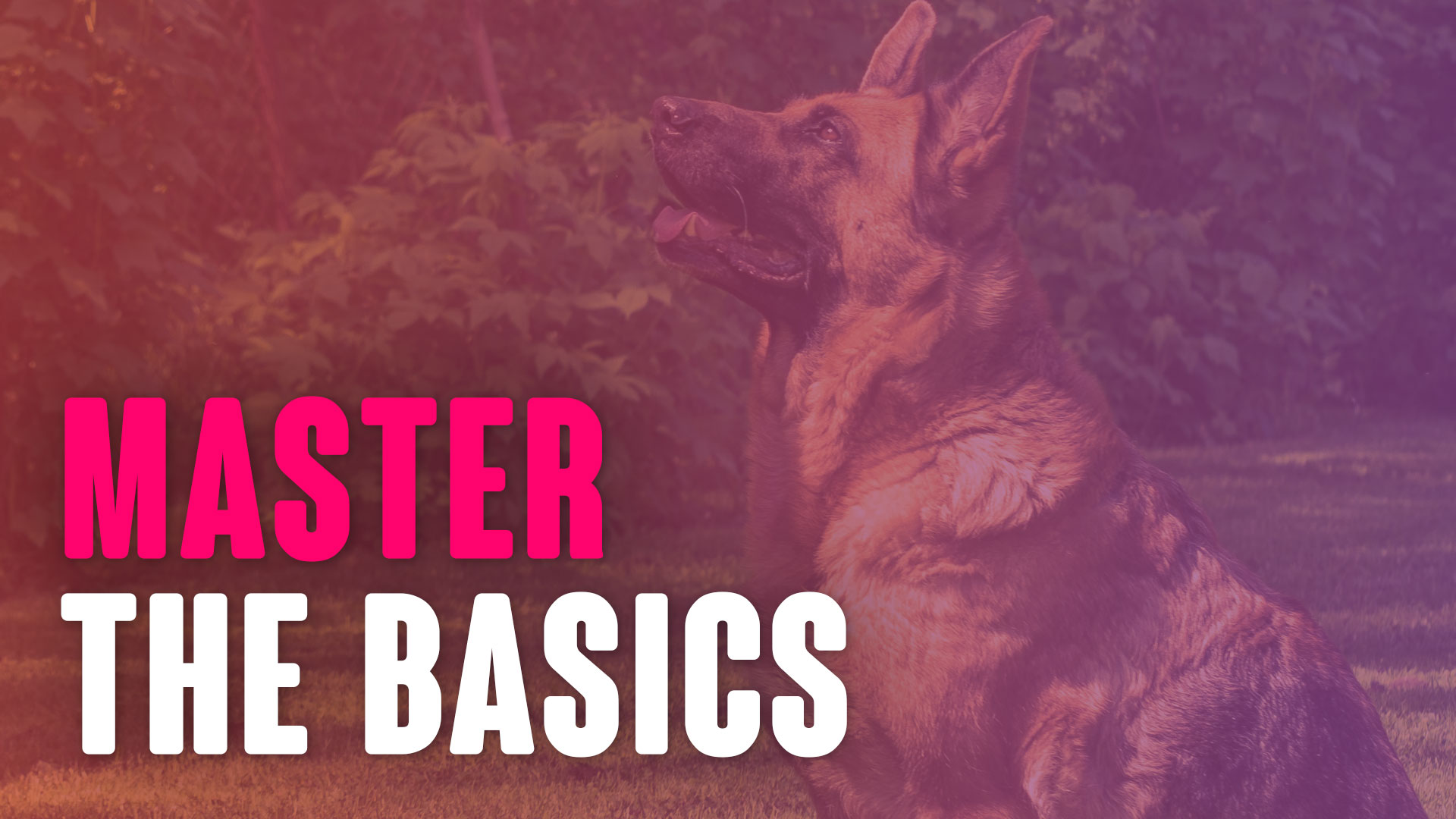 Mastering The Basics - Course - Robert Cabral