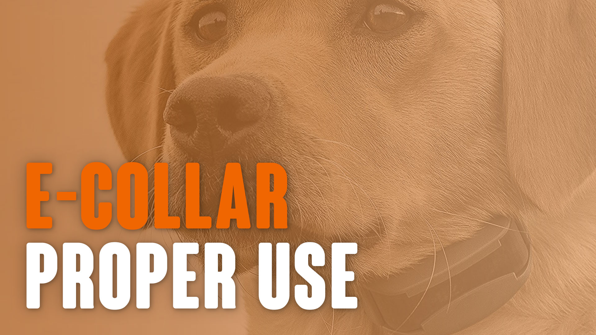 e collar training manual