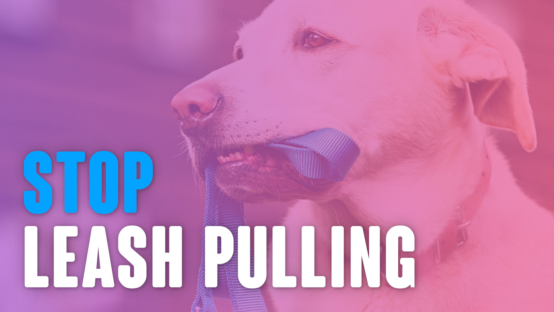 robert cabral leash training