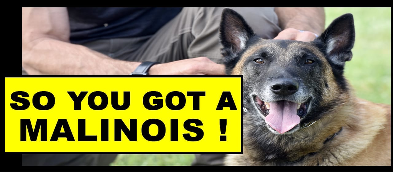 malinois working dog