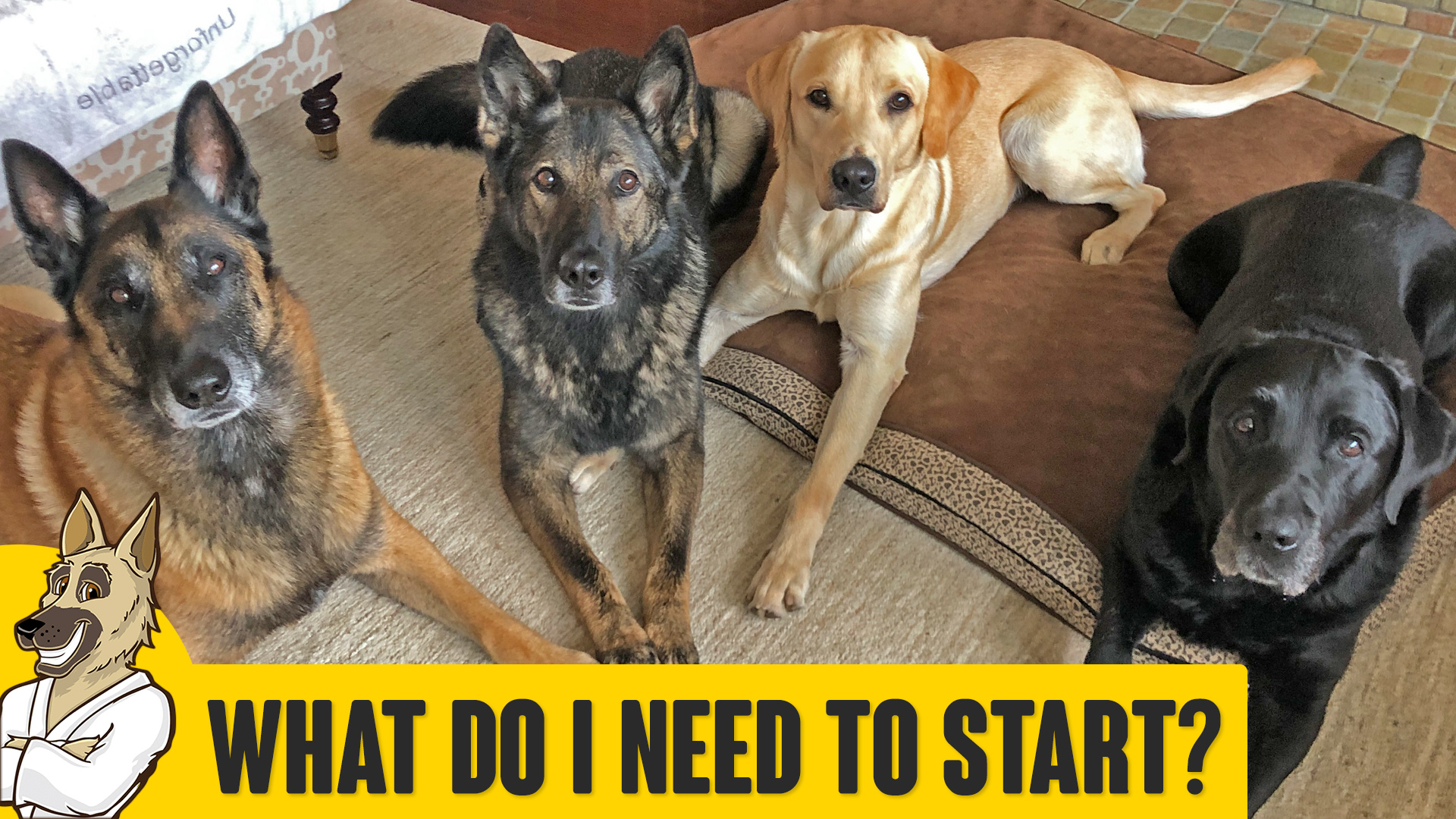 What You Need to Start Training Your Dog
