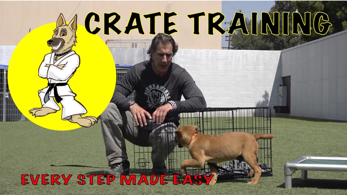 https://robertcabral.com/wp-content/uploads/2019/05/crate-training-puppy-at-shelterFI.jpg