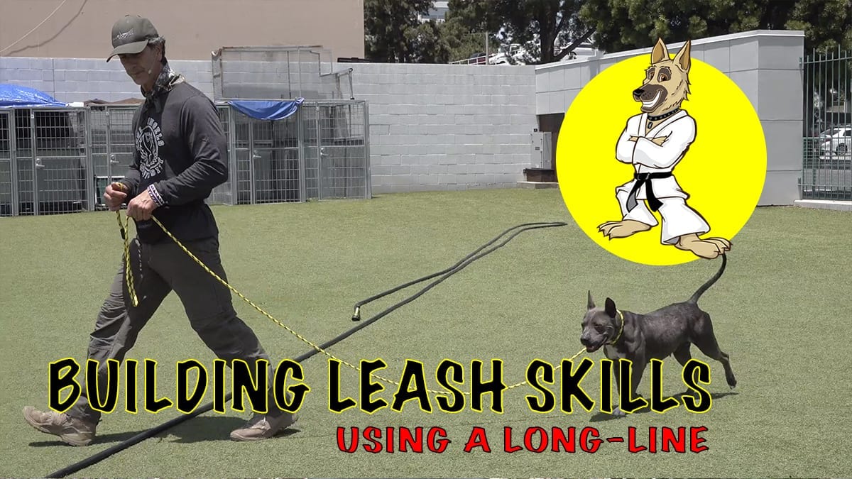 Building Leash Skills