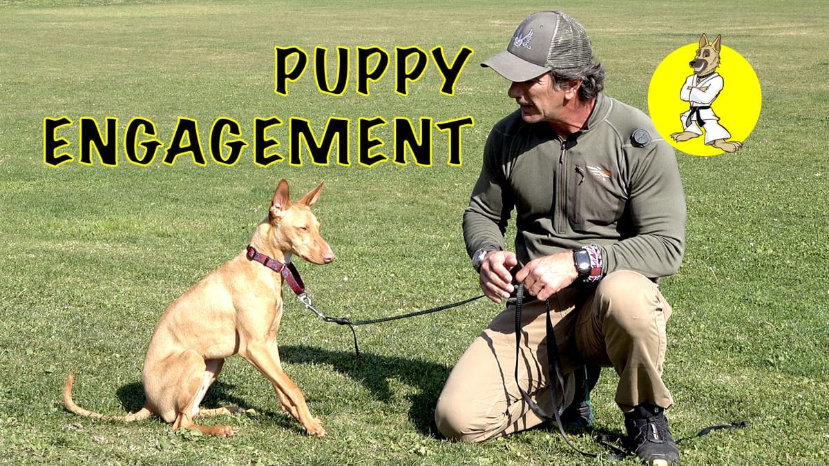 Puppy Engagement with Nello