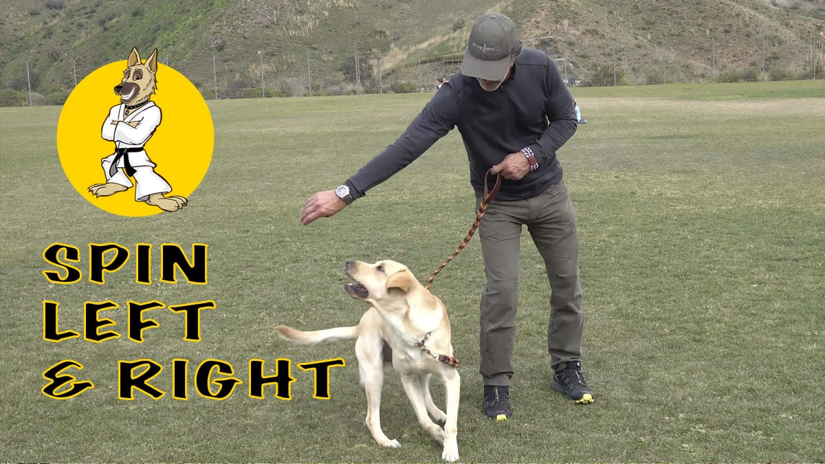 Teach Your Dog to Spin Left and Right