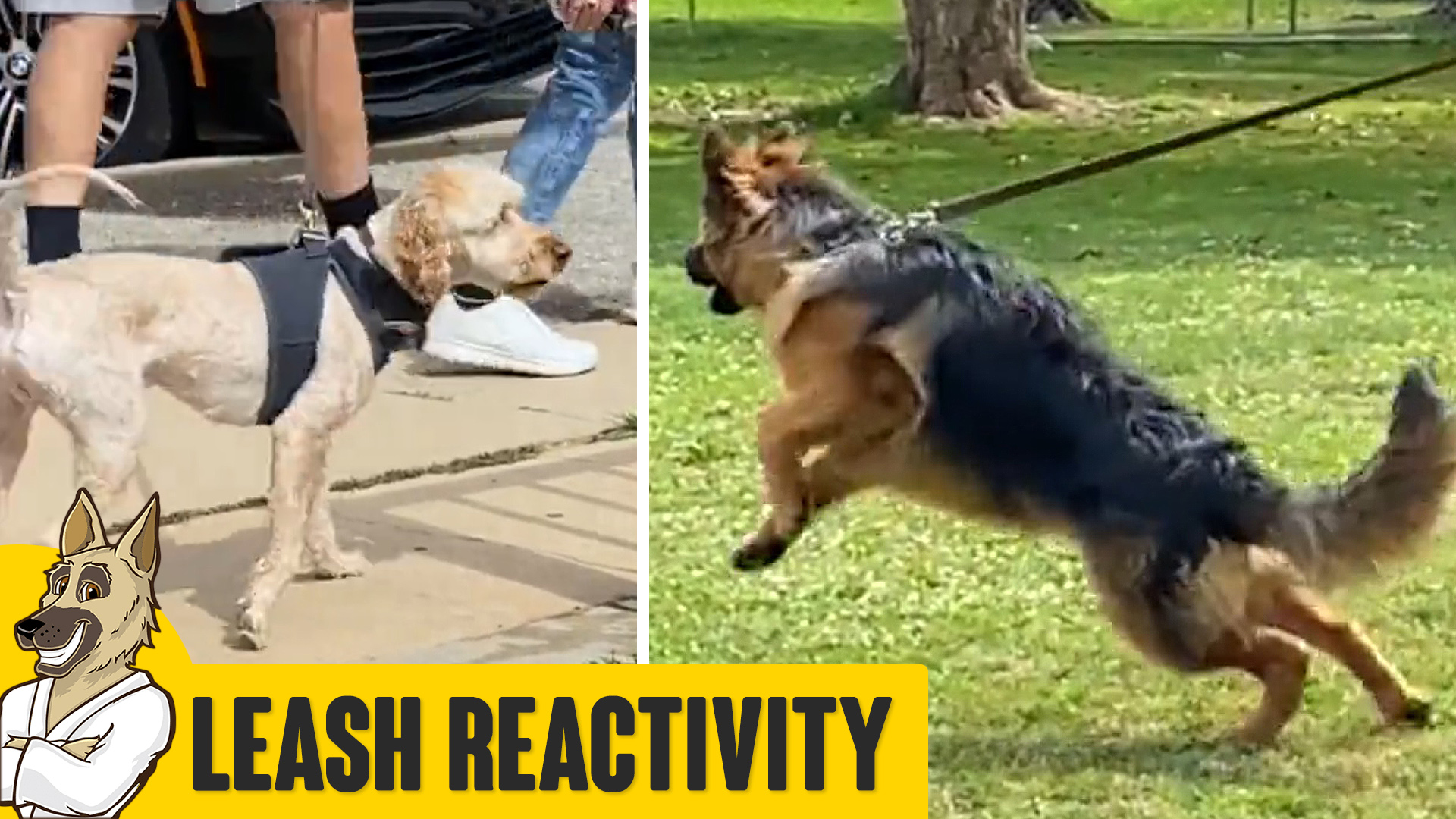 training a leash reactive dog