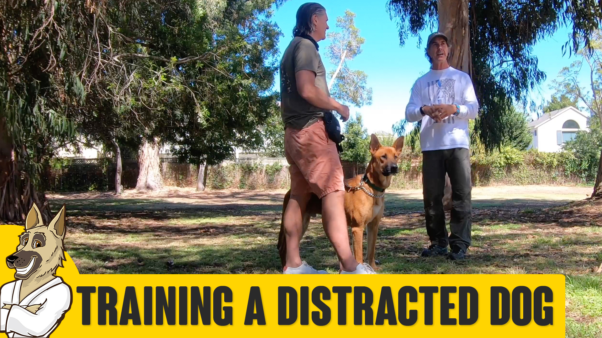 Training a Distracted Dog