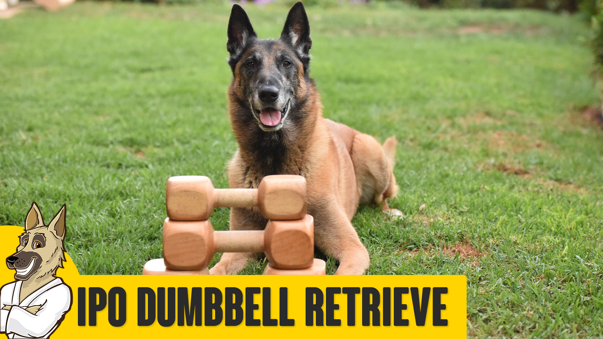 Dumbbell Retrieve Schutzhund / IPO Style