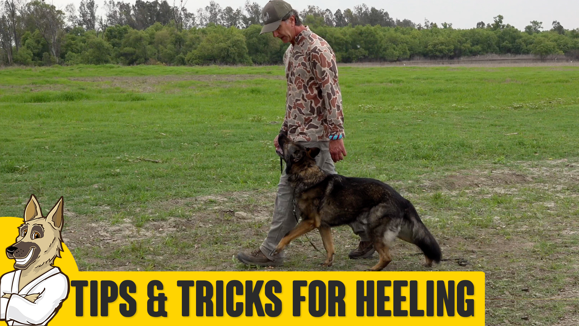 Obedience Tips, Tools and Tricks for Heeling