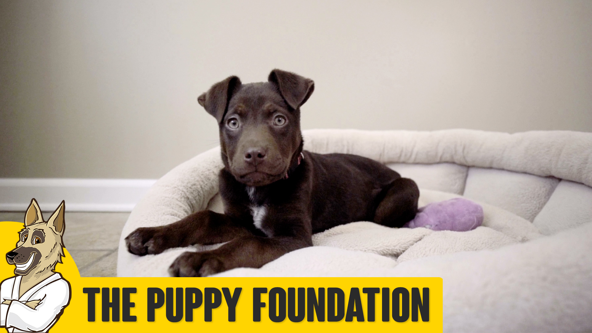 Puppy Foundation Training