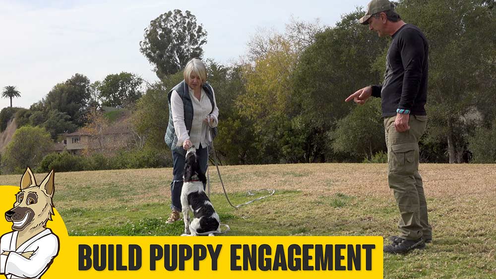 Building Puppy Engagement
