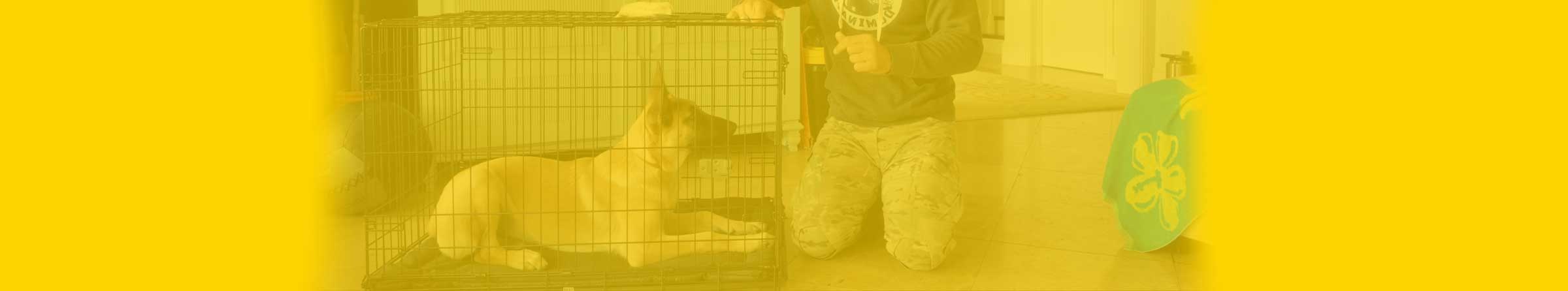 Crate Training Course