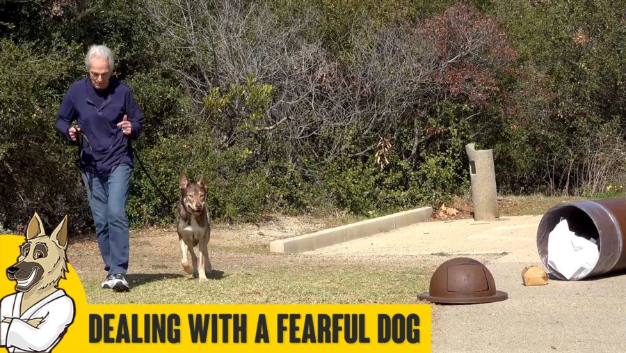 dealing-with-a-fearful-dog-sm