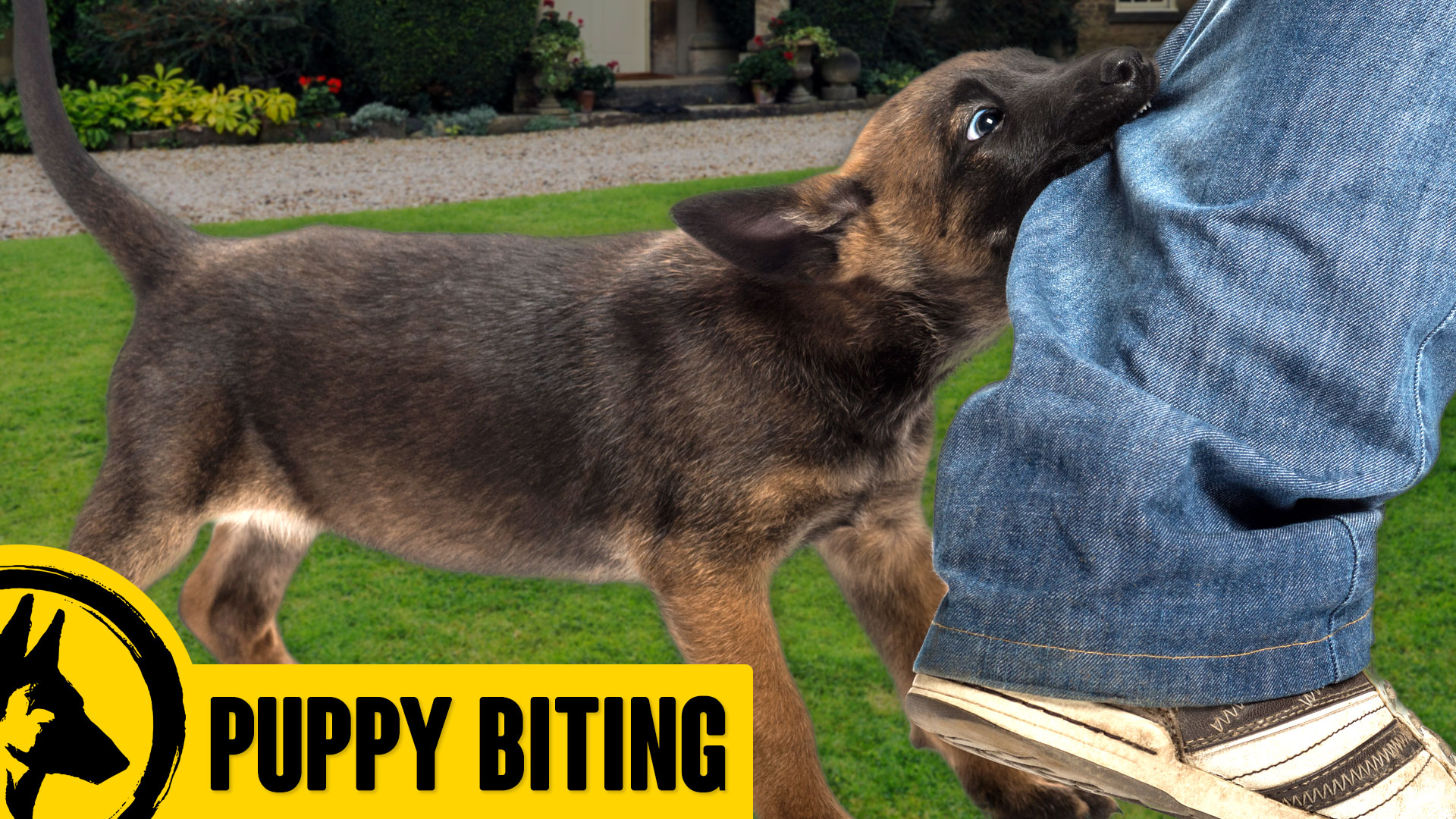 How to STOP Puppy Biting