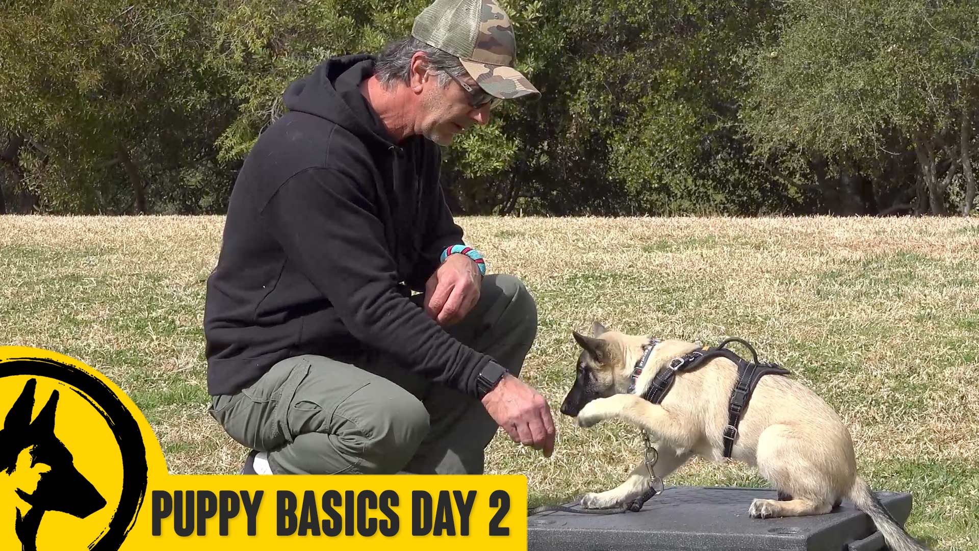 Puppy Basics Teaching Heel, Name, Come, Place and MORE