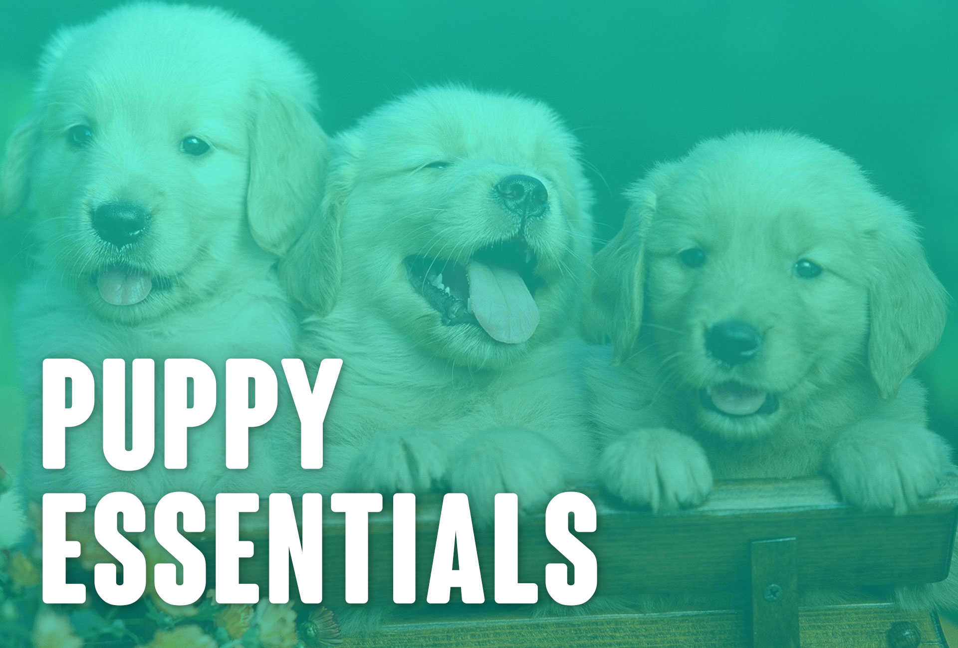 Start Here Dog Training Lessons