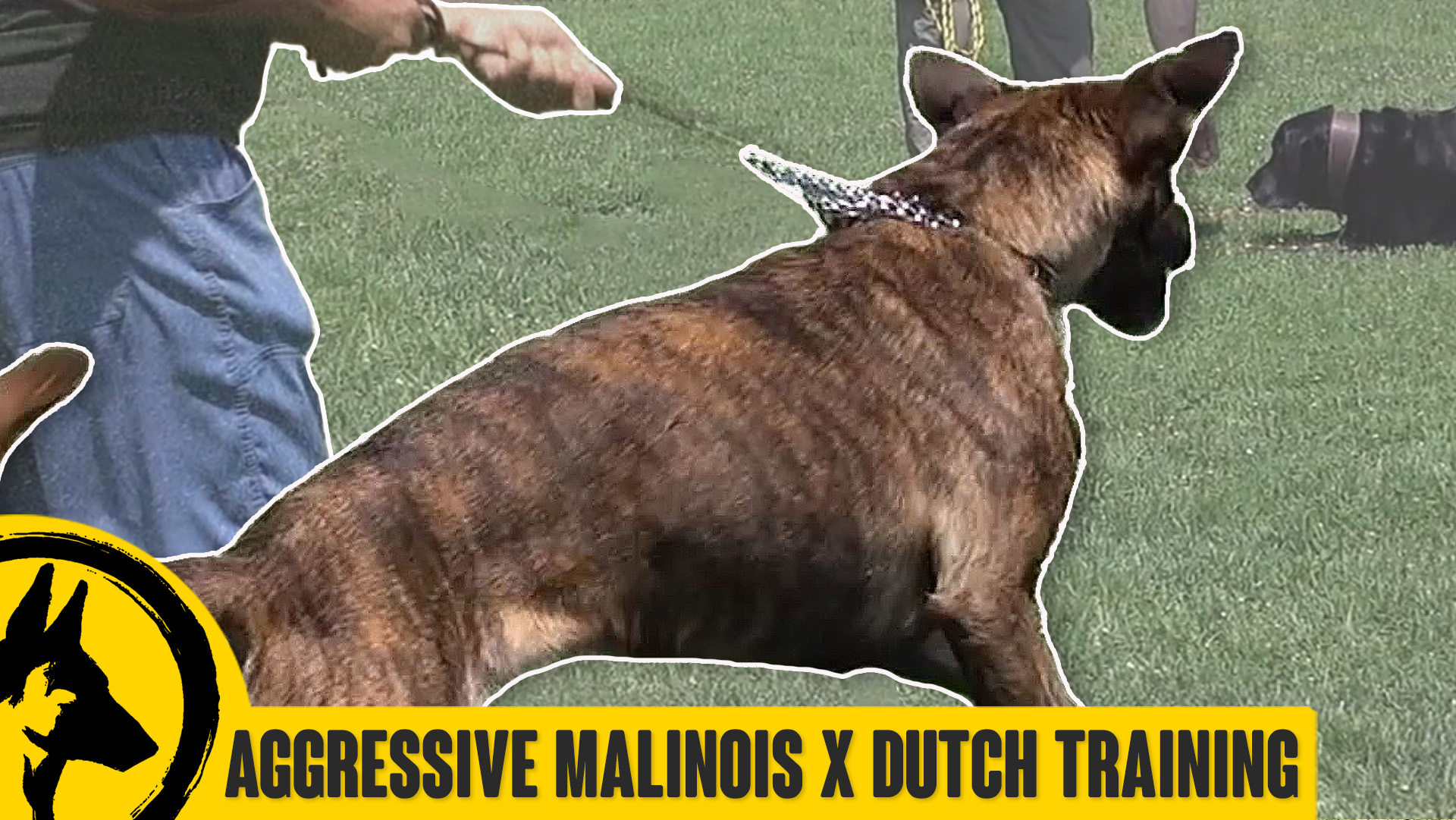 Aggressive Malinois x Dutchie Training