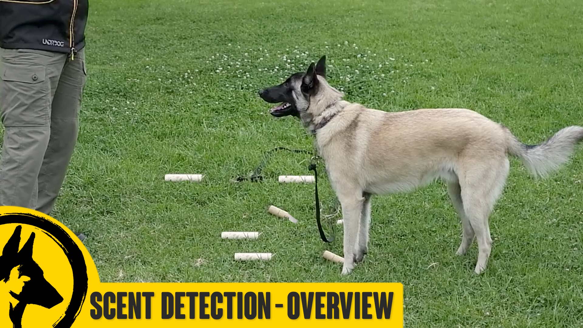 Scent Training Overview