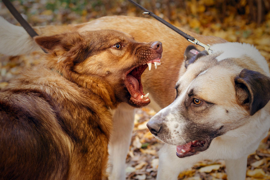 How-to-fix-dog-aggresstion-training