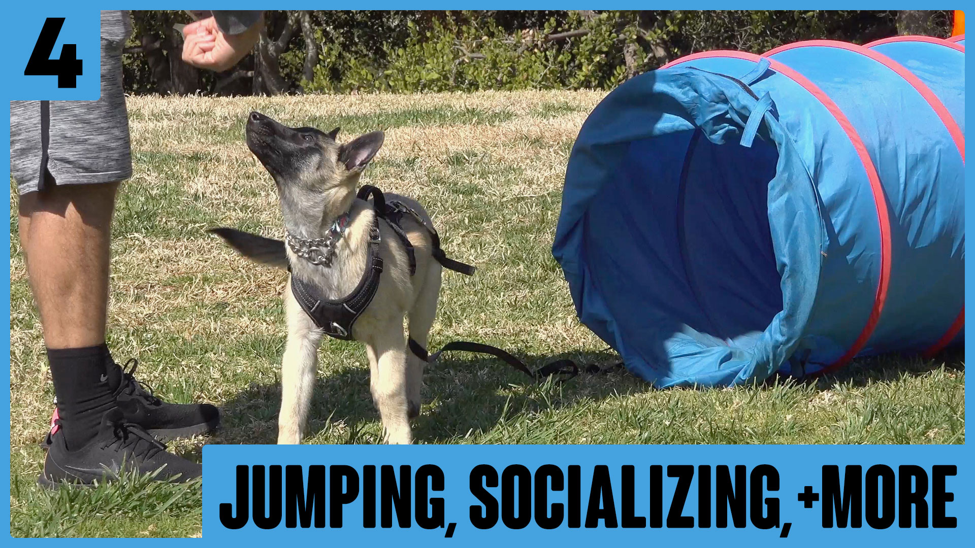 Siggy Puppy Lesson 4 – Jumping – Tunnel – Engagement