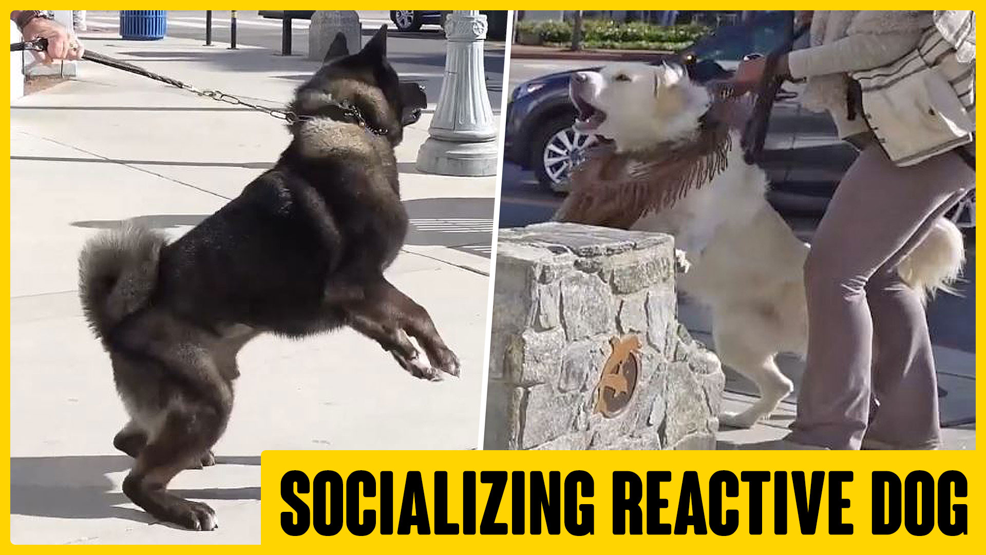 Socializing a Dominant Reactive Dog in Public